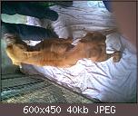 halbverhungerte-bx-bx-notfall01.jpg