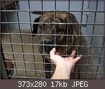 suchen-einen-jungen-dogo-canario-dc_-1024_x_768-.jpg.jpg
Hits:	13
Gr��e:	17,0 KB
ID:	17574