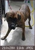 suchen-einen-jungen-dogo-canario-dc2_-1024_x_768-.jpg.jpg
Hits:	20
Gr��e:	10,6 KB
ID:	17575