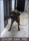suchen-einen-jungen-dogo-canario-dc1_-1024_x_768-.jpg.jpg
Hits:	17
Gr��e:	10,5 KB
ID:	17576