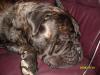 Cooper Im Traumland