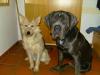 Dhima Und Emma