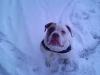 Snow Amy