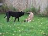 Samson Und Aisha Im Garten